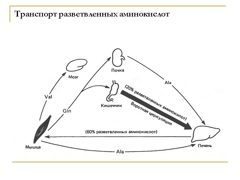 Транспорт разветвленных аминокислот